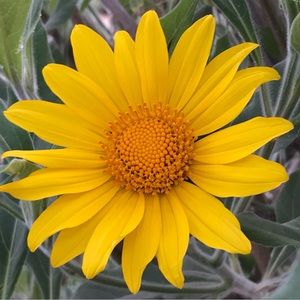 Meet your Posher, Connie